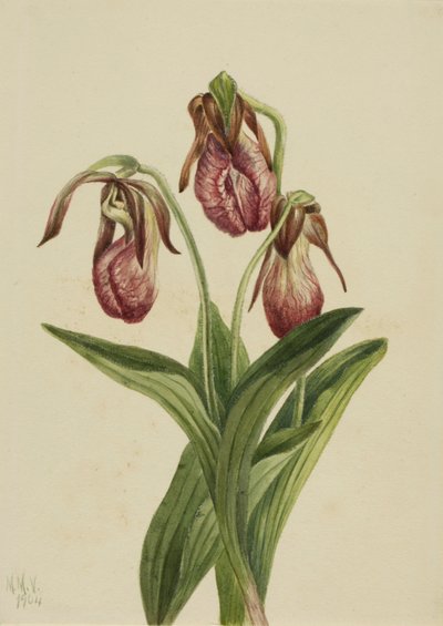 Kwiat mocca (Cypripedium acaule) autorstwa Mary Vaux Walcott