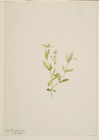 Moehringia laberiflora autorstwa Mary Vaux Walcott