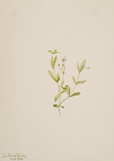 Moehringia laberiflora, 1904. autorstwa Mary Vaux Walcott