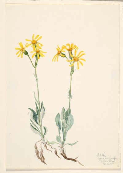 Montana Parnassia Parnassia montanesis, 1920. autorstwa Mary Vaux Walcott