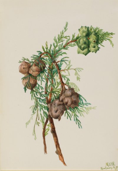 Cyprys Monterey (Cupressus macrocarpa) autorstwa Mary Vaux Walcott