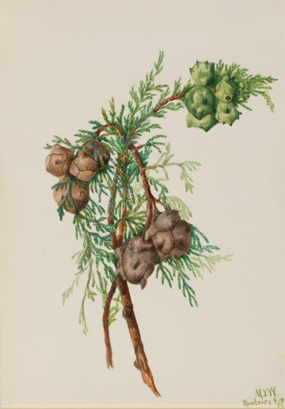Cyprys Monterey Cupressus macrocarpa, 1936. autorstwa Mary Vaux Walcott