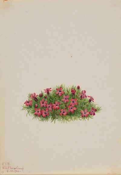 Mech Campion (Silene acaulis) autorstwa Mary Vaux Walcott