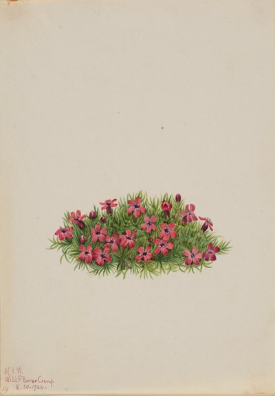 Moss Campion Silene acaulis, 1924. autorstwa Mary Vaux Walcott