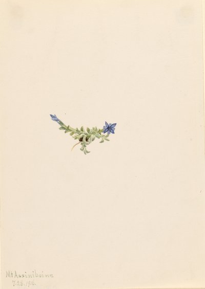 Goryczka wąskolistna (Gentiana prostrata) autorstwa Mary Vaux Walcott