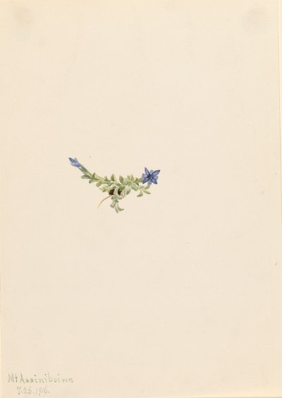 Mech goryczki Gentiana prostrata, 1916. autorstwa Mary Vaux Walcott