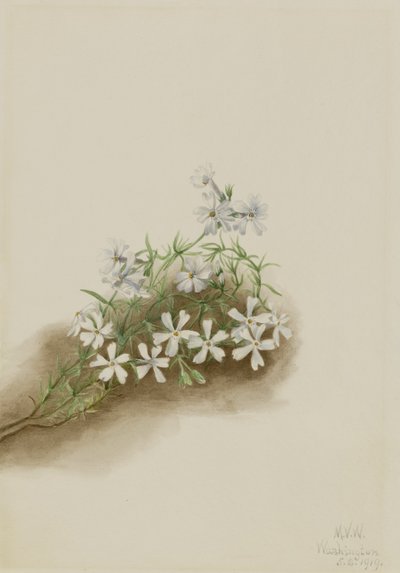 Floks szydlasty (Phlox subulata) autorstwa Mary Vaux Walcott