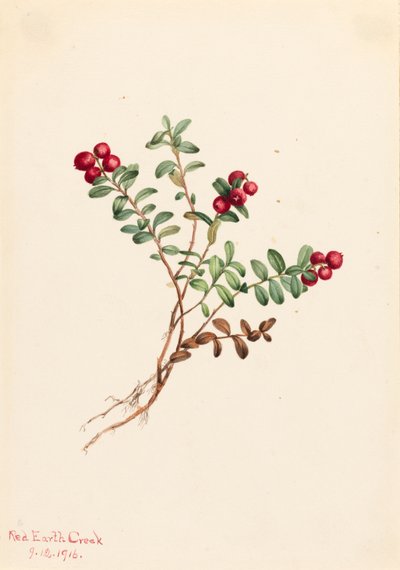 Żurawina górska Vaccinium vitisdaea minus, 1916. autorstwa Mary Vaux Walcott