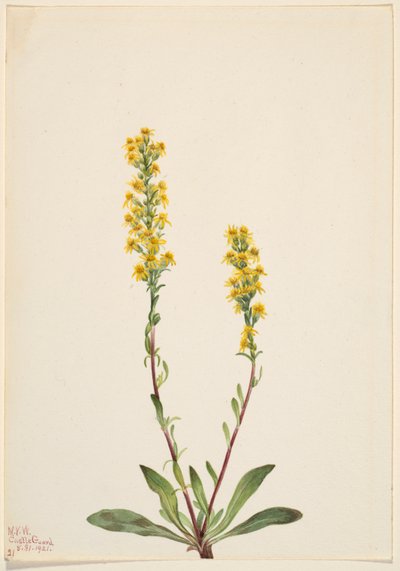 Nawłoć górska (Solidago oreophila) autorstwa Mary Vaux Walcott