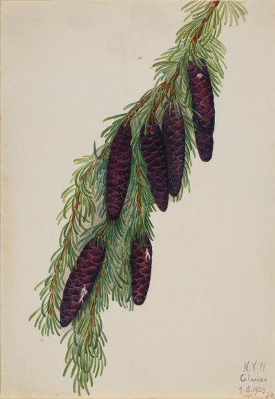 Cykuta górska (Tsuga mertensiana) autorstwa Mary Vaux Walcott