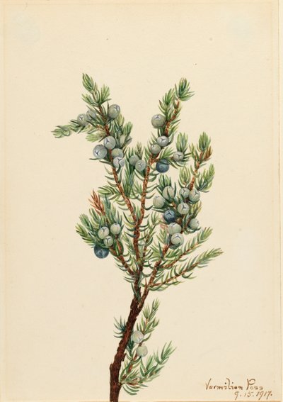 Jałowiec górski Juniperus sibirica, 1917. autorstwa Mary Vaux Walcott