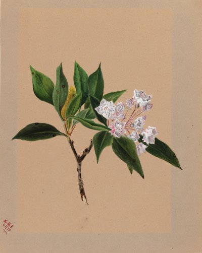 Laur górski Kalmia latifolia, 1879. autorstwa Mary Vaux Walcott