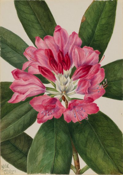 Różanecznik górski (Rhododendron catawbiense) autorstwa Mary Vaux Walcott