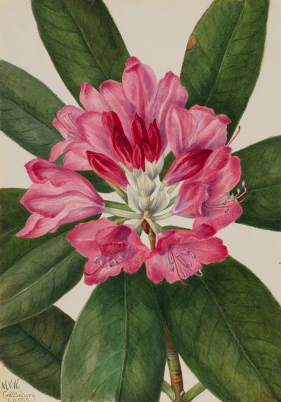 Mountain Rose-Bay Rhododendron catawbiense, 1932. autorstwa Mary Vaux Walcott