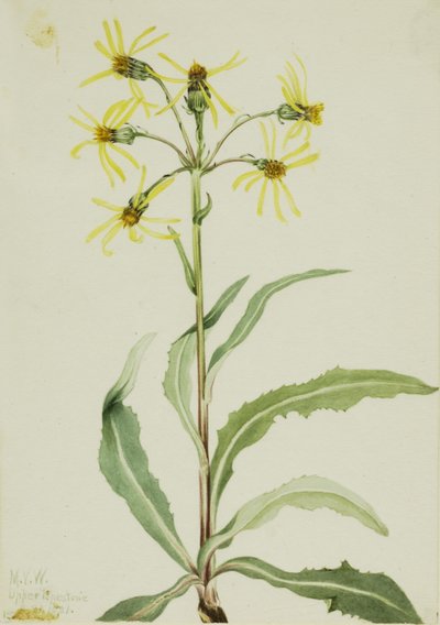 Żałobnik (Senecio lugens) autorstwa Mary Vaux Walcott