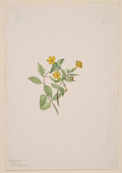 Kwiat piżmowy (Mimulus moschatus) autorstwa Mary Vaux Walcott