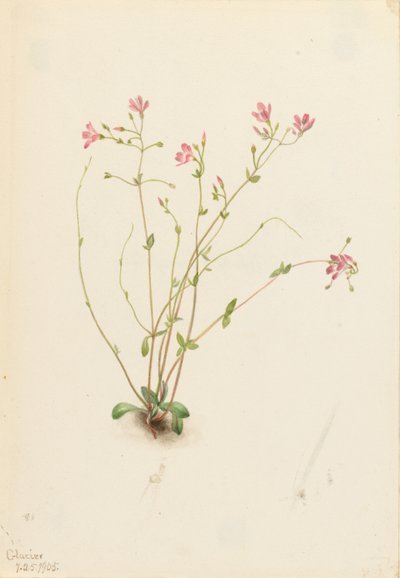 Naiad Spring Beauty (Claytonia parvifolia) autorstwa Mary Vaux Walcott
