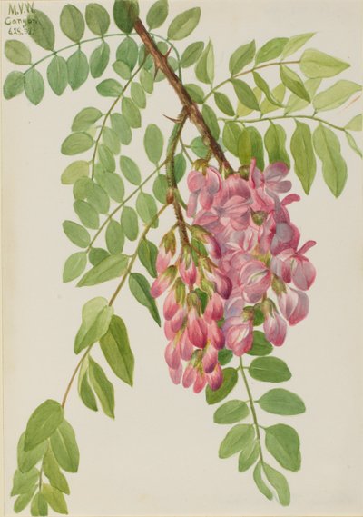 Szarańcza meksykańska (Robinia neomexicana) autorstwa Mary Vaux Walcott