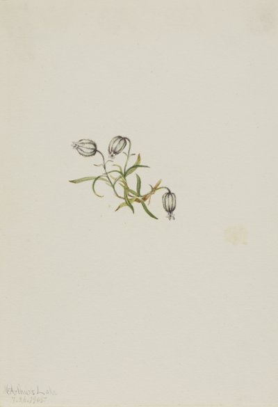 Campion kiwający (Lychnis apetala) autorstwa Mary Vaux Walcott