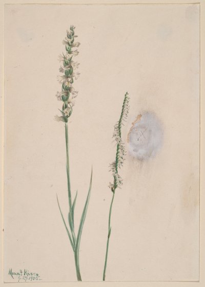 Nodding Ladies-Tresses (Ibidium cernum) autorstwa Mary Vaux Walcott