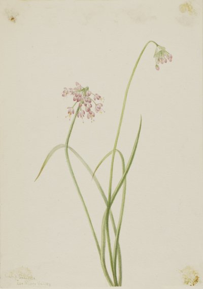 Nodding Onion (Allium cernuum) autorstwa Mary Vaux Walcott