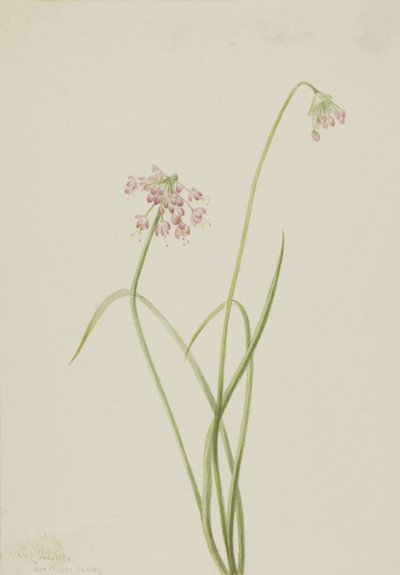 Kiwająca głową cebula Allium cernuum, 1901. autorstwa Mary Vaux Walcott
