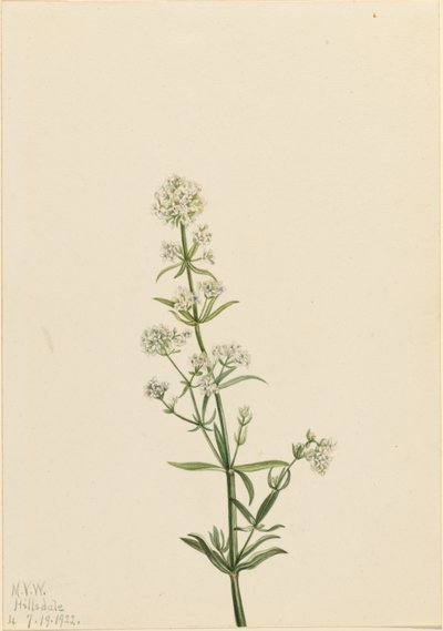 Łoboda północna (Galium boreale) autorstwa Mary Vaux Walcott