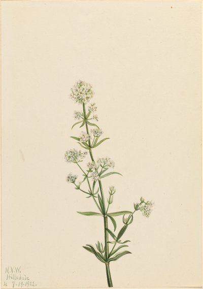 Biedronka północna Galium boreale, 1922. autorstwa Mary Vaux Walcott