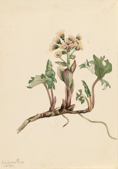 Lepiężnik północny (Petasites hyperboreus) autorstwa Mary Vaux Walcott