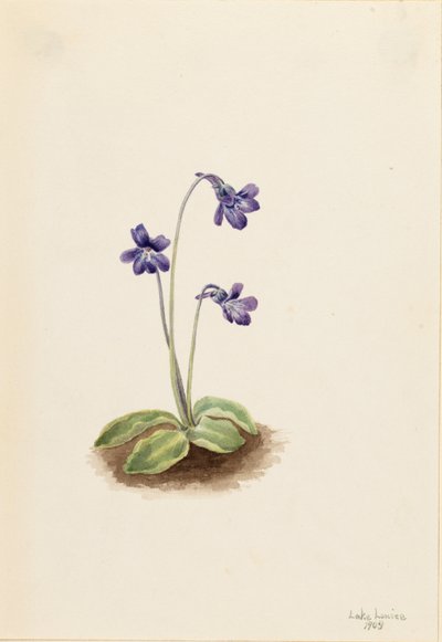 Maślanka północna (Pinguicula vulgaris) autorstwa Mary Vaux Walcott