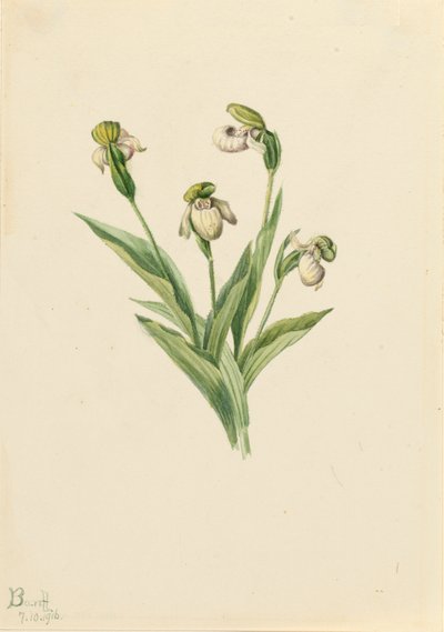 Pantofelek damy północnej Cypripedium passerinum, 1916. autorstwa Mary Vaux Walcott