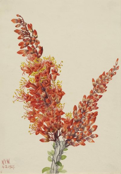 Ocotillo Fouquieria splendens, 1927. autorstwa Mary Vaux Walcott