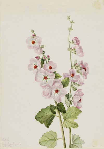 Malwa pomarańczowa (Sphaeralcea davidsonii) autorstwa Mary Vaux Walcott