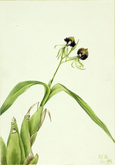Orchidea (Epidendrum cochleatum) autorstwa Mary Vaux Walcott