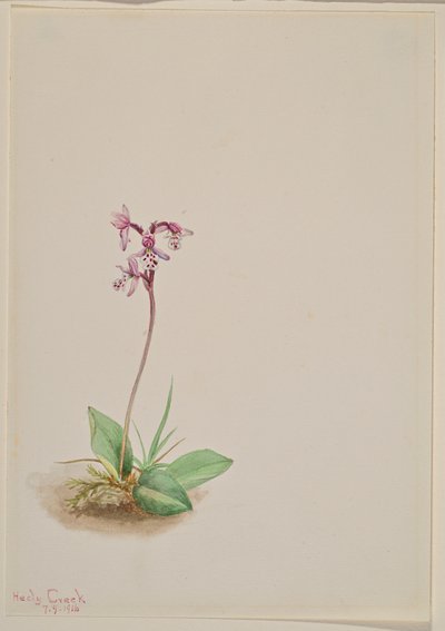Orchis Orchis rotundifolia, 1916. autorstwa Mary Vaux Walcott