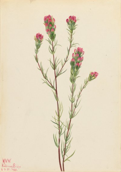 Koniczyna sowia (Orthocarpus tenuifolius) autorstwa Mary Vaux Walcott