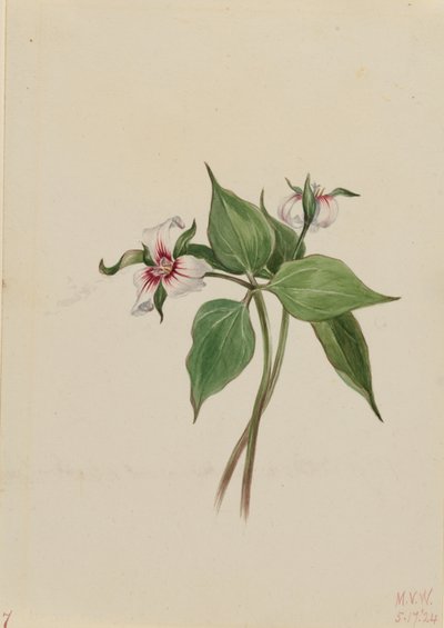 Trillium malowane (Trillium undulatum) autorstwa Mary Vaux Walcott