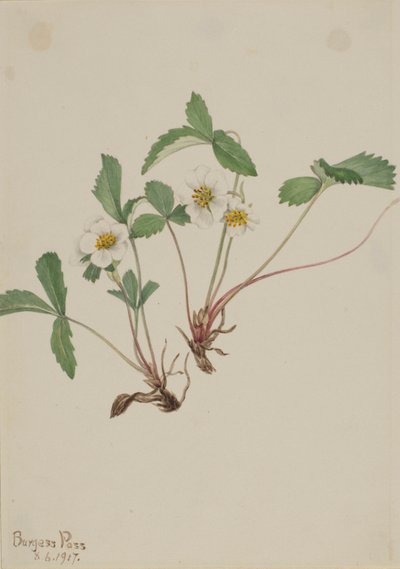 Poziomka blada (Fragaria glauca) autorstwa Mary Vaux Walcott