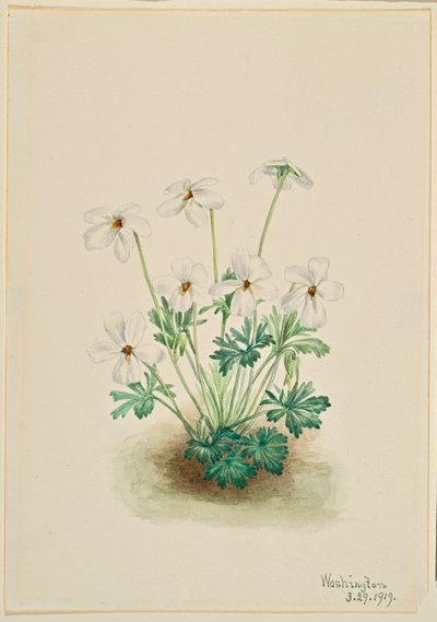 Fiołek wiechowaty (Viola pedata) autorstwa Mary Vaux Walcott