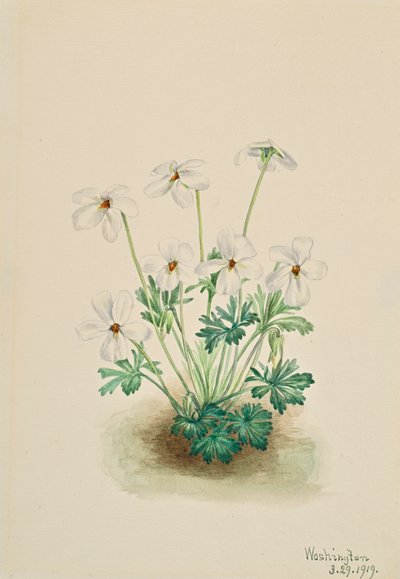 Bieżnik Pansy Violet Viola, 1919. autorstwa Mary Vaux Walcott