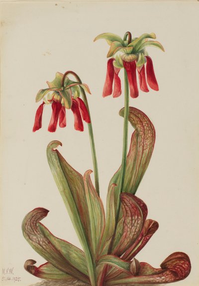 Parrot Pitcherplant (Sarracenia psittacina) autorstwa Mary Vaux Walcott
