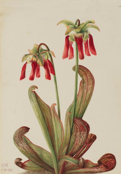 Parrot Pitcherplant Sarracenia psittacina, 1925. autorstwa Mary Vaux Walcott