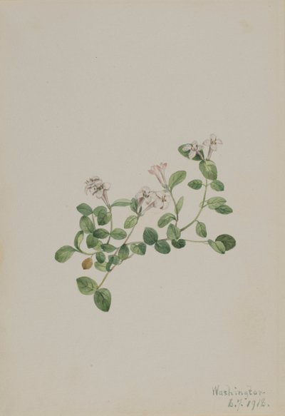 Jeżyna kuropatwiana (Mitchella repena) autorstwa Mary Vaux Walcott