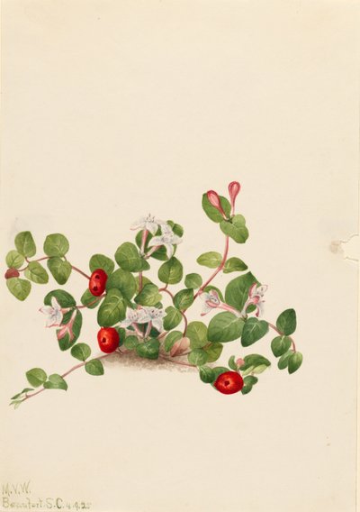 Jeżyna kuropatwiana (Mitchella repens) autorstwa Mary Vaux Walcott
