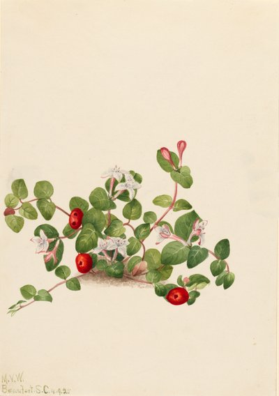 Kuropatwa Mitchella repens, 1925. autorstwa Mary Vaux Walcott