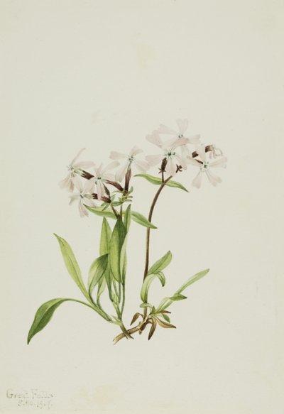 Torfowiec różowy (Silene caroliniana) autorstwa Mary Vaux Walcott
