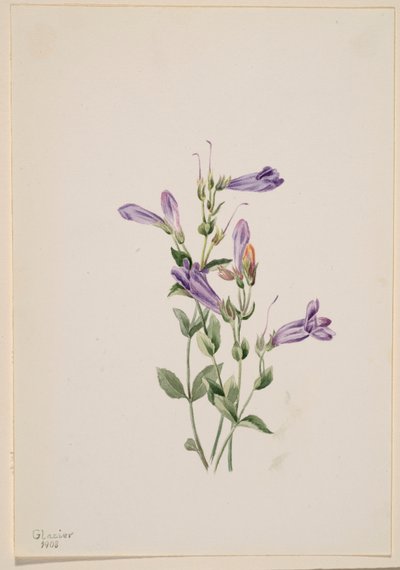 Penstemon (Penstimon fruiticosus) autorstwa Mary Vaux Walcott
