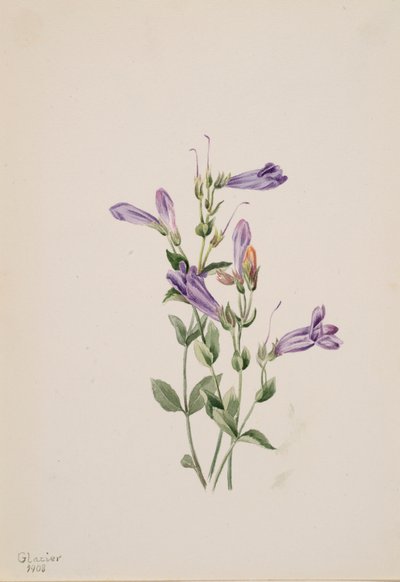 Penstemon Penstimon fruiticosus, 1903. autorstwa Mary Vaux Walcott