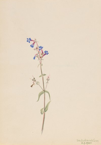 Penstemon Penstemon procerus, 1905. autorstwa Mary Vaux Walcott