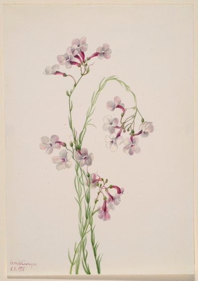 Pentstemon ambiguus autorstwa Mary Vaux Walcott